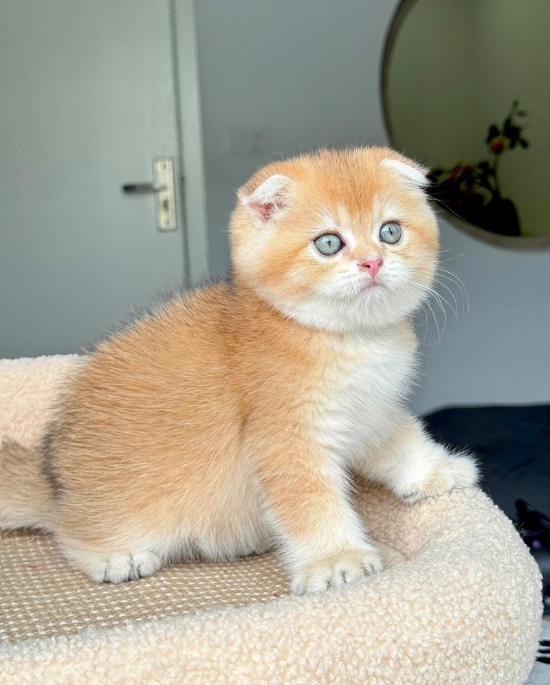 Scotish Fold Golden