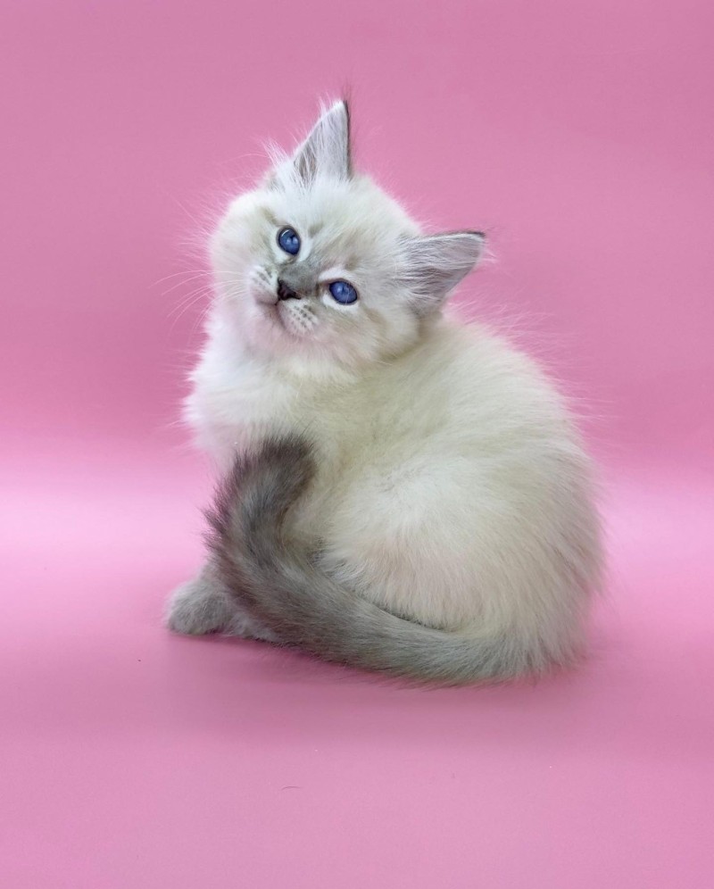 Siberians available