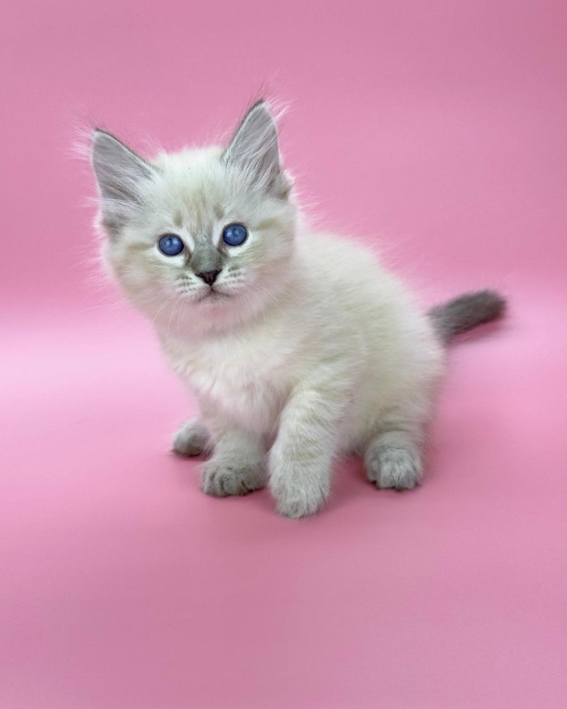 Siberians available