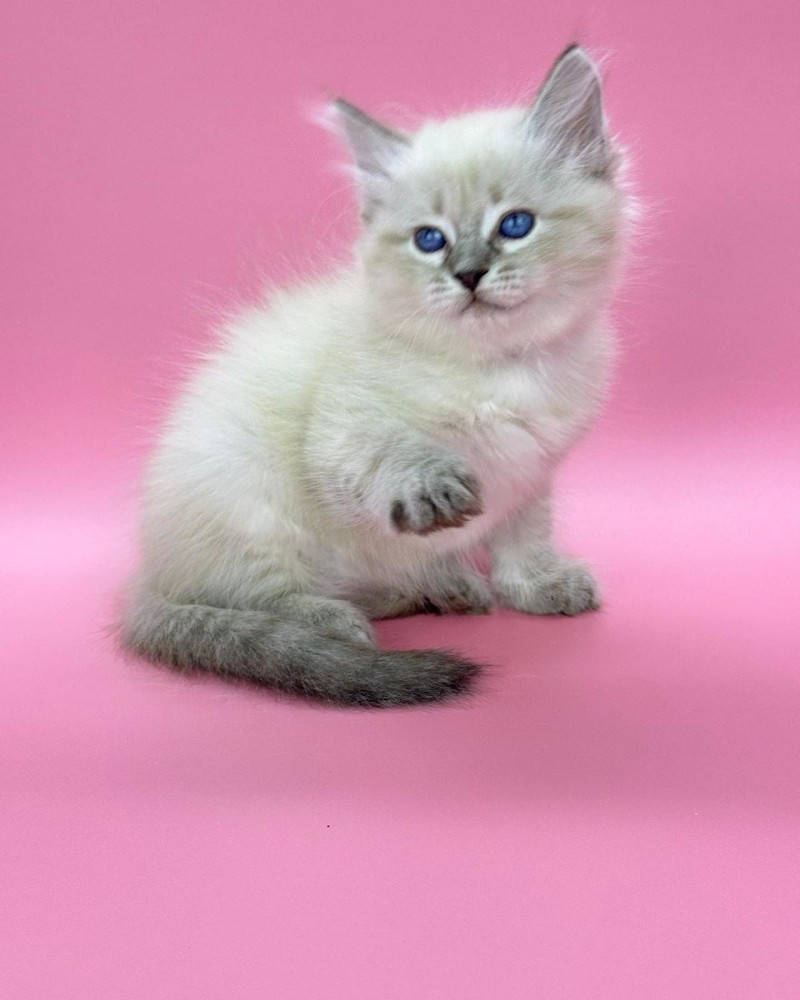 Siberians available
