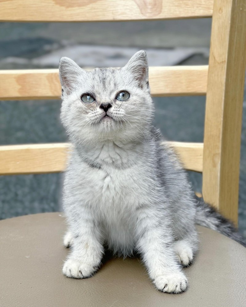 Silver Point Tabby