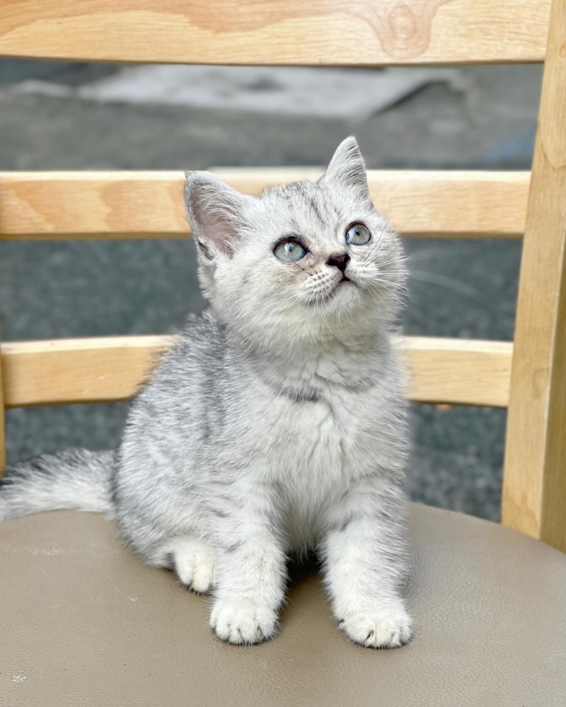 Silver Point Tabby