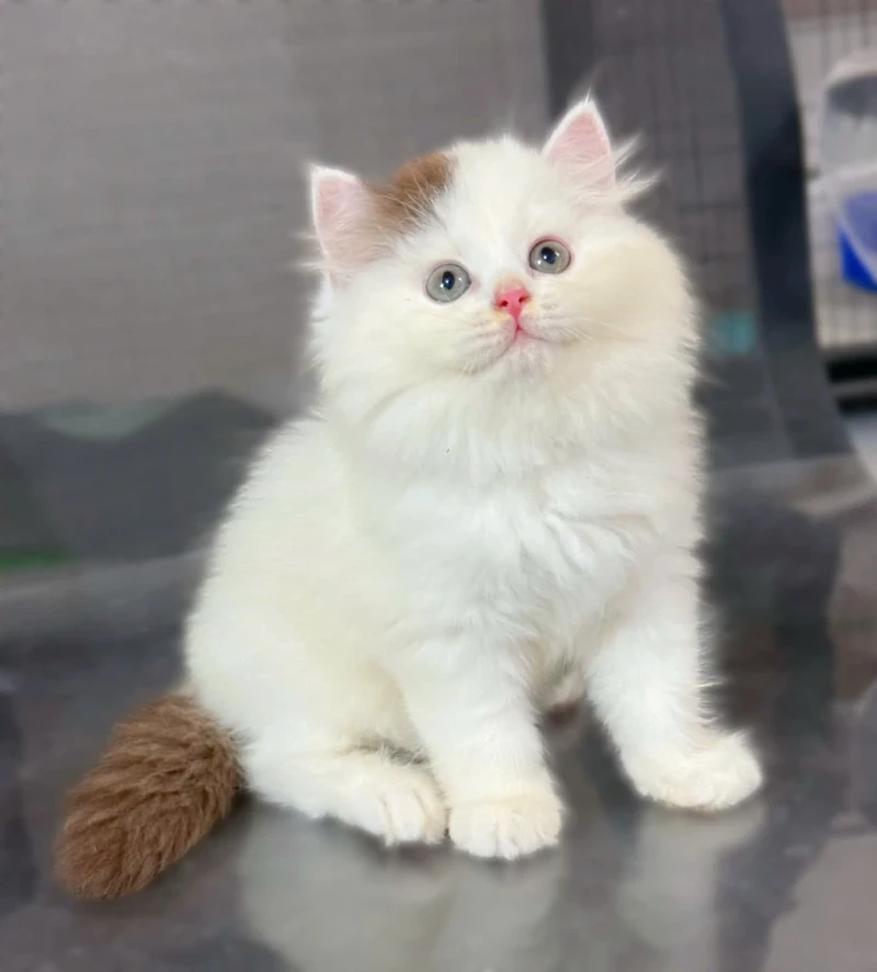 Bicolor Choco Longhair