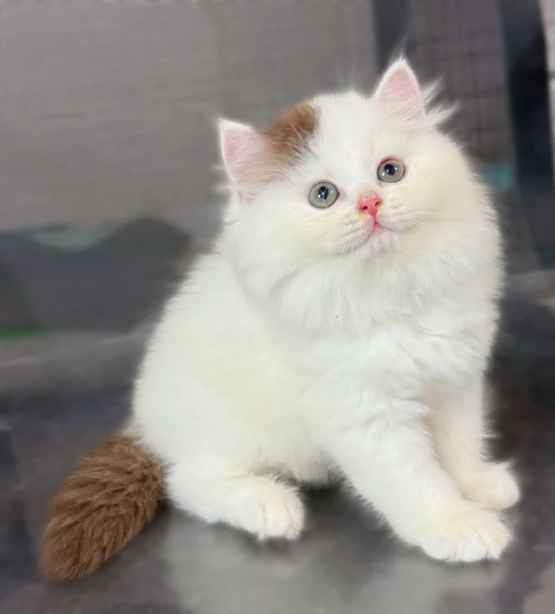 Bicolor Choco Longhair