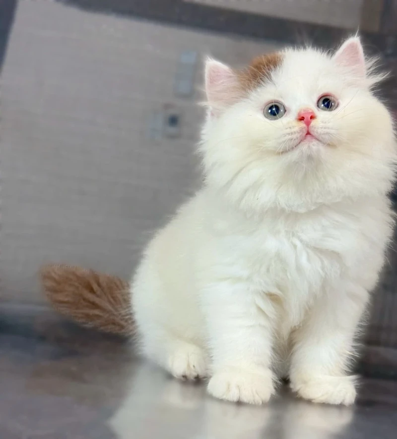 Bicolor Choco Longhair