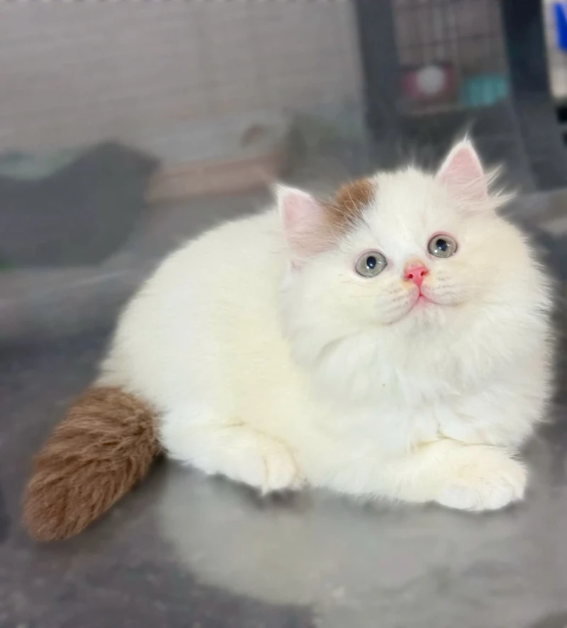 Bicolor Choco Longhair