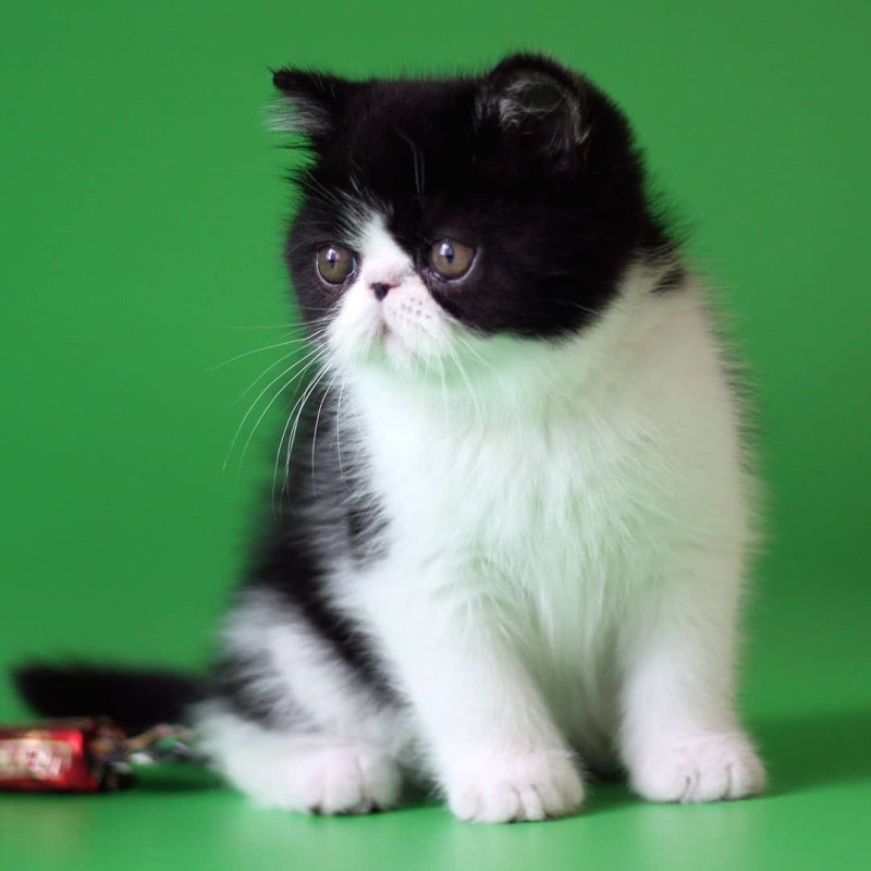 Exotic Shorthair Bi Color