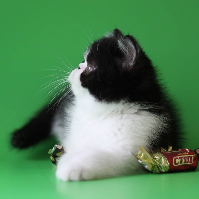 Exotic Shorthair Bi Color