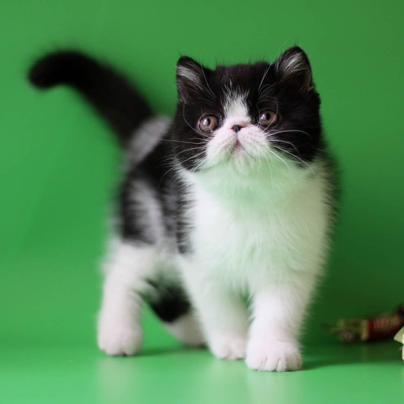 Exotic Shorthair Bi Color