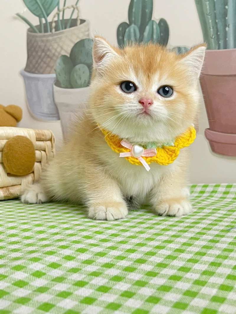 British Shorthair Golden Ny12