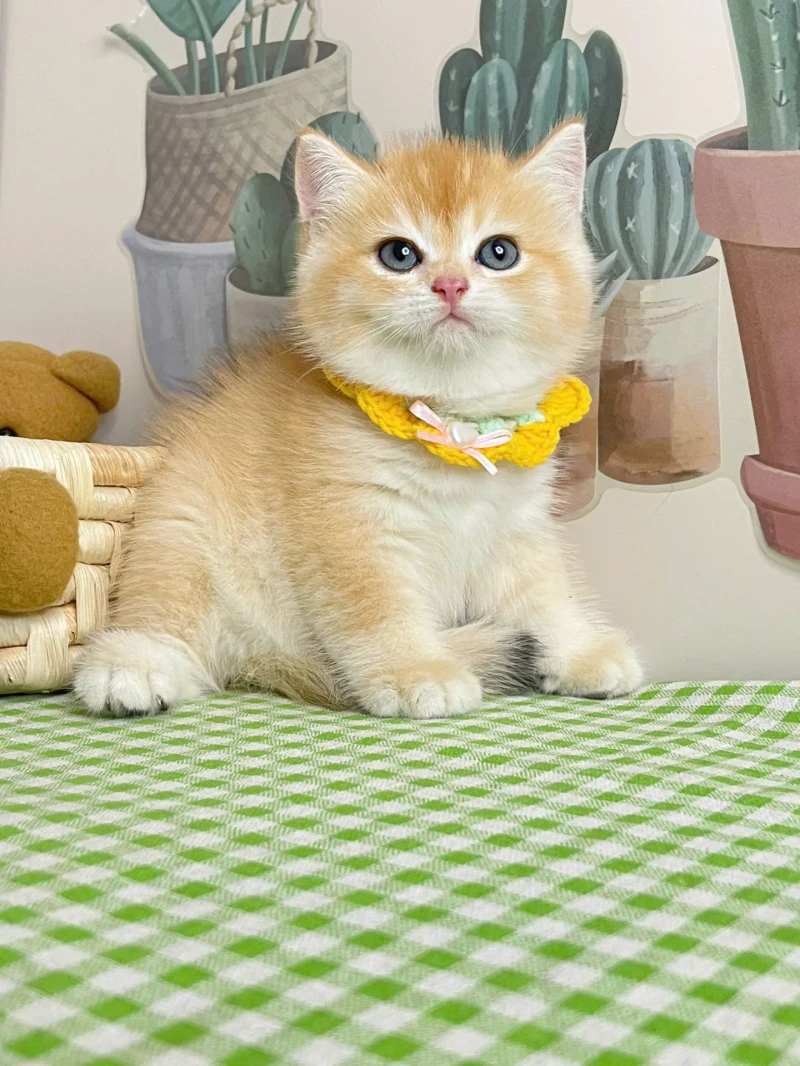 British Shorthair Golden Ny12