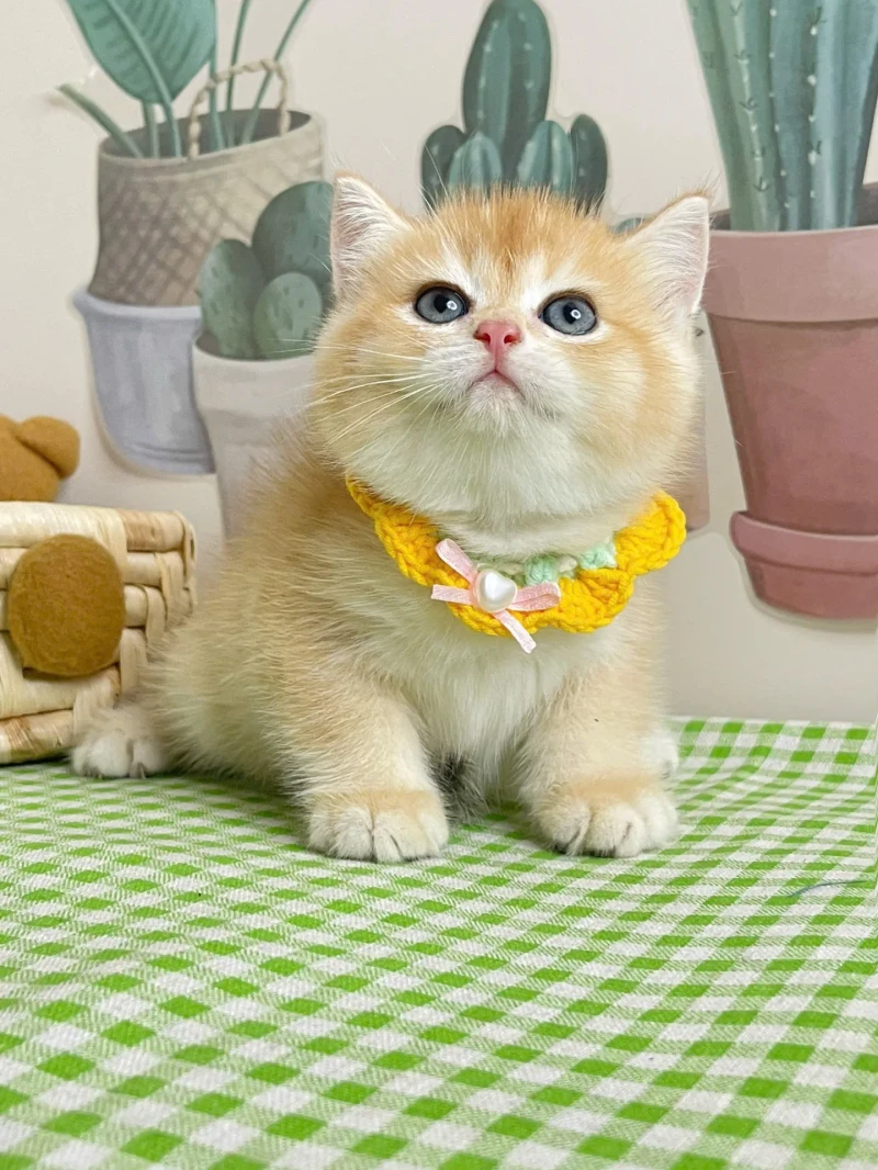 British Shorthair Golden Ny12