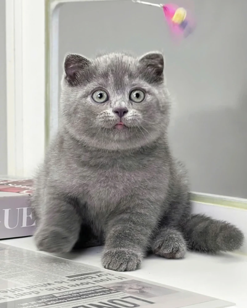 British Shorthair Gri Ayı Surat