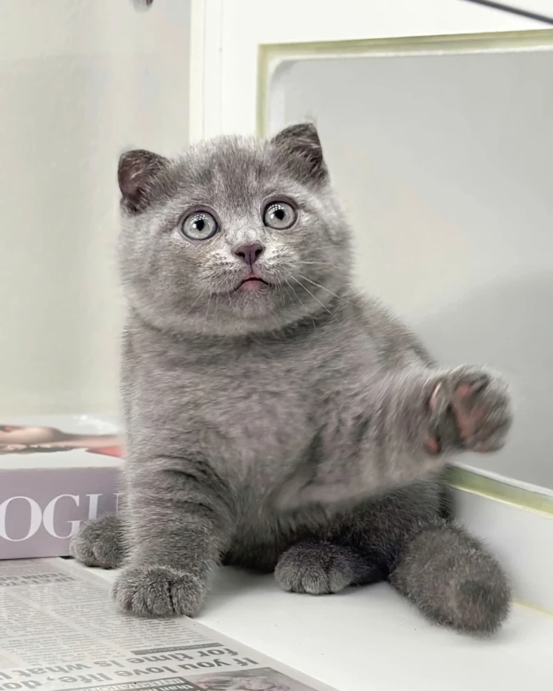 British Shorthair Gri Ayı Surat