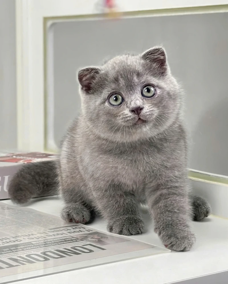 British Shorthair Gri Ayı Surat