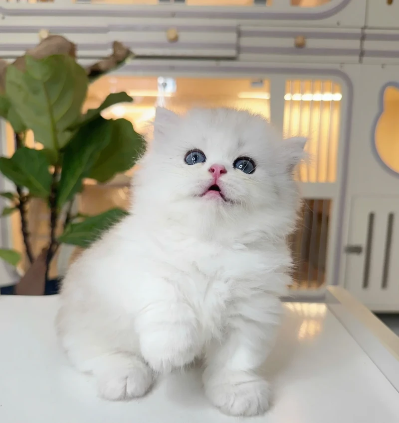 Münchkin Bi Silver Tabby Cüce
