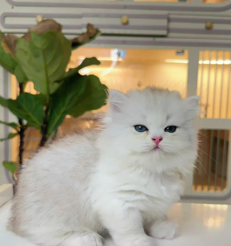 Münchkin Bi Silver Tabby Cüce
