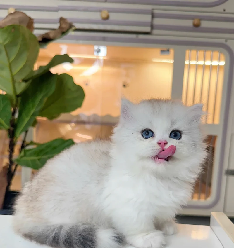 Münchkin Bi Silver Tabby Cüce