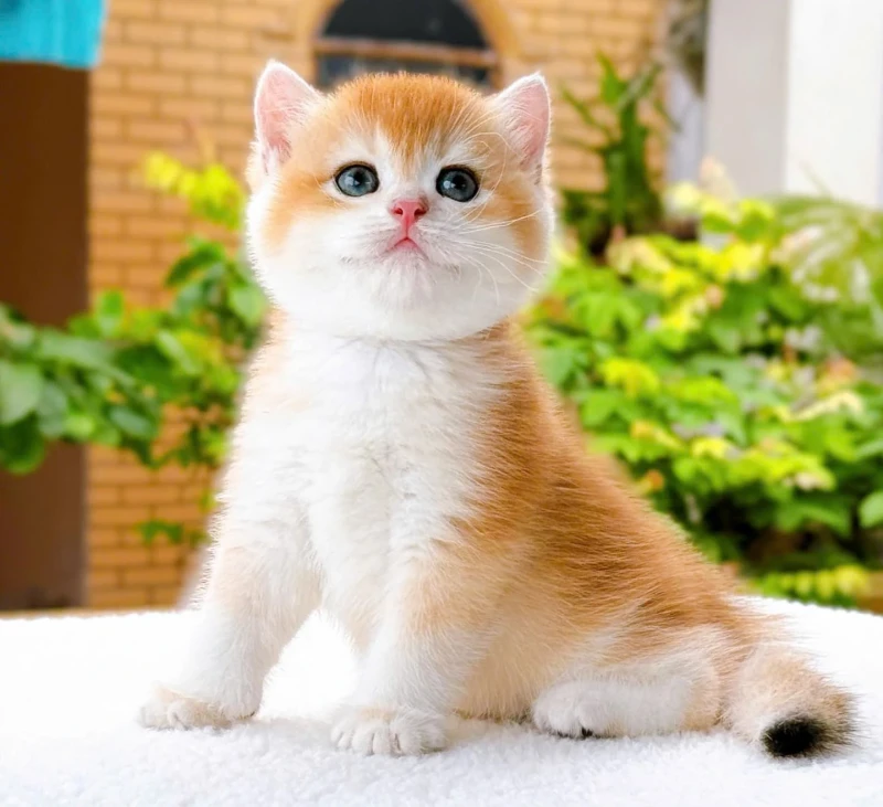 British Shorthair Ny12