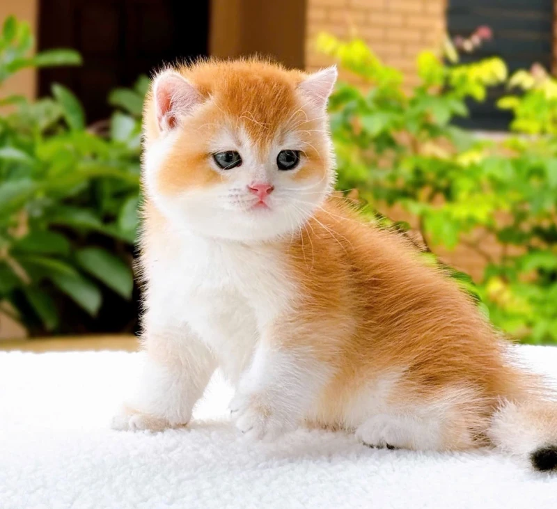 British Shorthair Ny12