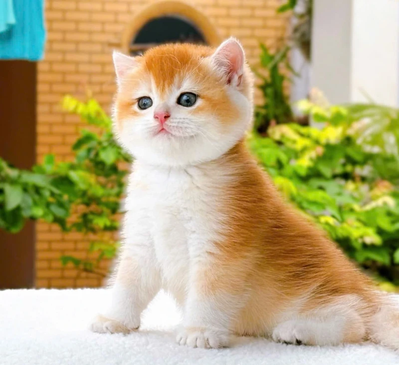 British Shorthair Ny12