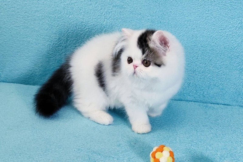 Irann Persian