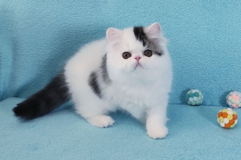 Irann Persian