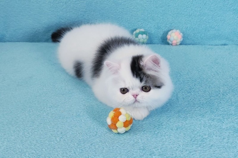 Irann Persian