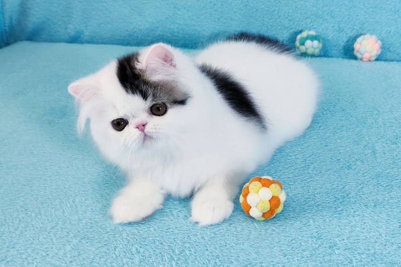 Irann Persian