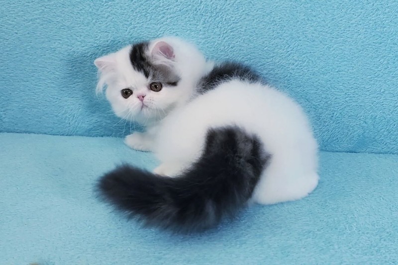 Irann Persian