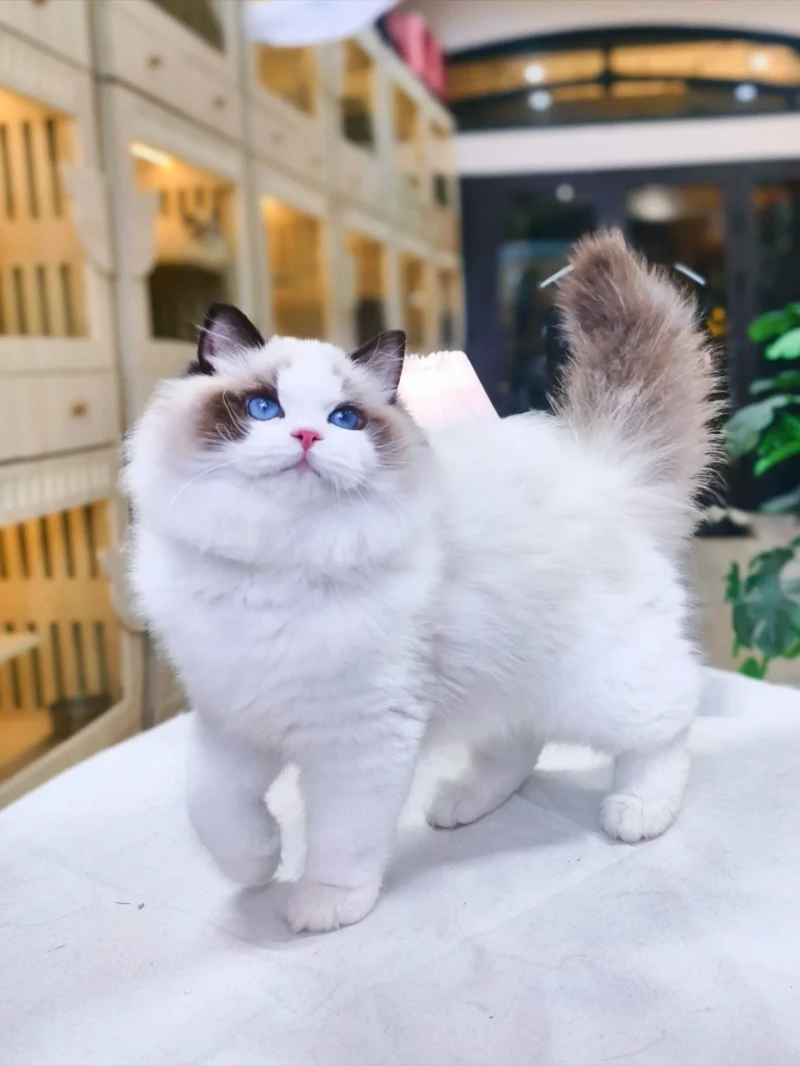 Ragdoll Kitten