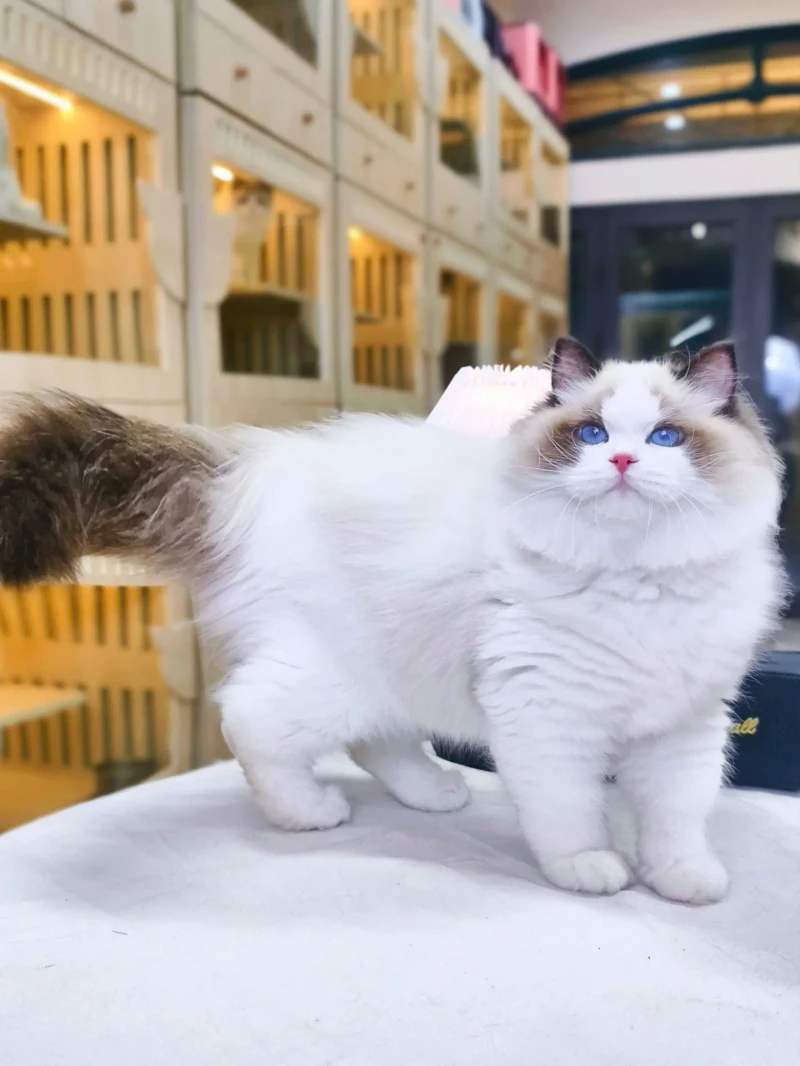 Ragdoll Kitten